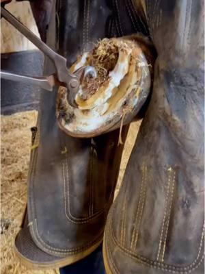 #farrier #farriersoftiktok #asmr #satisfying #farrierlife #horse #horses #horsesoftiktok #hoof #care #animalwelfare 