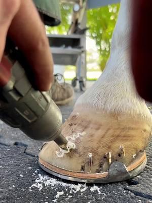 #farrier #farriersoftiktok #farrierlife #hoof #hoofcare #hoofpicking #hoofcleaning #hoofhorse #horse #fyp #hooftriming 