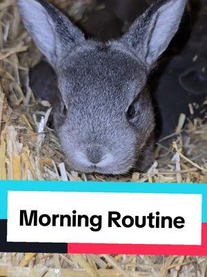 #meatrabbits #rexrabbit #livestock #babyrabbits #survival #homestead 