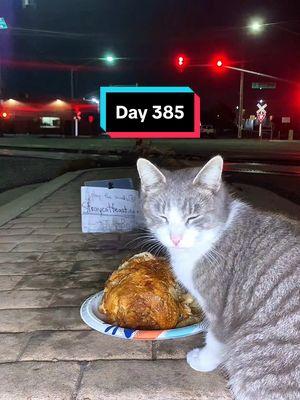 Day 385  #Gatos #gatostiktok #catsoftiktok #catsmacks #streetcat #feralcats #feralcatfeast #kittyfeast #cateatingvideos 