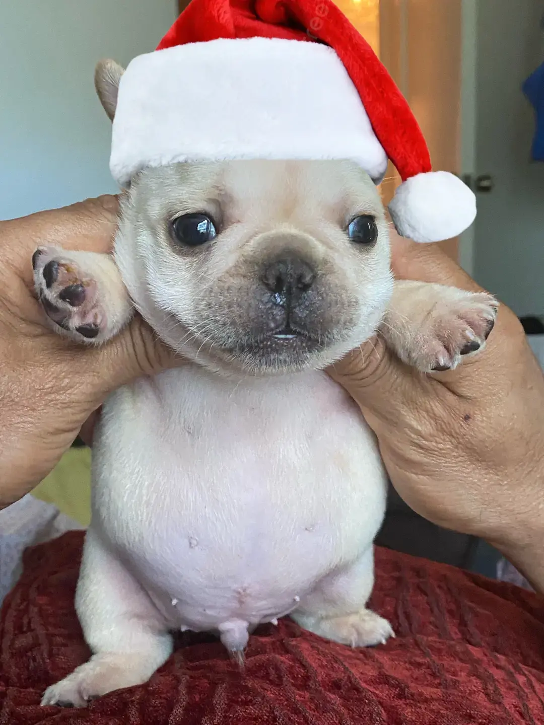 Christmas potatoes #FrenchieLove #miamiregalblues #frenchiesoftiktok #frenchiechristmas #christmasphotoshoot #petchristmas #christmaspet #ilovechristmas #SantaPaws #puppydog #ilovemydog #fyp #PuppyPotato 