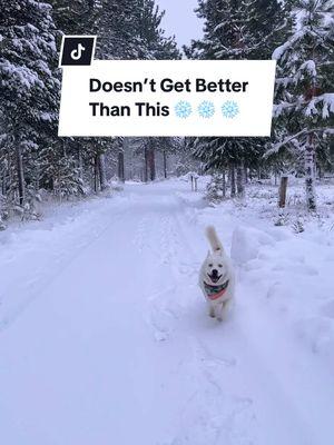 Just hear those sleigh bells, watch that snow falling and get ready for Christmas!!!!!!!! #merrychristmas #sleighbells #happydog #prancingdog #dancingdog #dog #husky #dogs #dogsrule #snowdog #snowtok #huskysoftiktok #huskies 