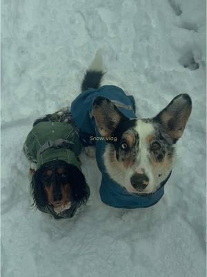 An aesthetic version of a vlog instead of my normal chaos. Do we like this better? Idk yet. #CapCut #Vlog #snowday #pnw #dogsoftiktok #pnwdog #seattledogs @Meeko the Cardigan Corgi @kumabearakita 