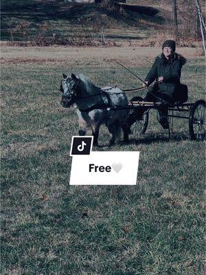 Free🤍 #minihorse #miniaturehorse #horsetok #pets #animals #leopardappaloosa #appaloosa #fy #fypシ #horsedriving #driving #horsegirl #farmlife #farm #horsesontiktok #horses 