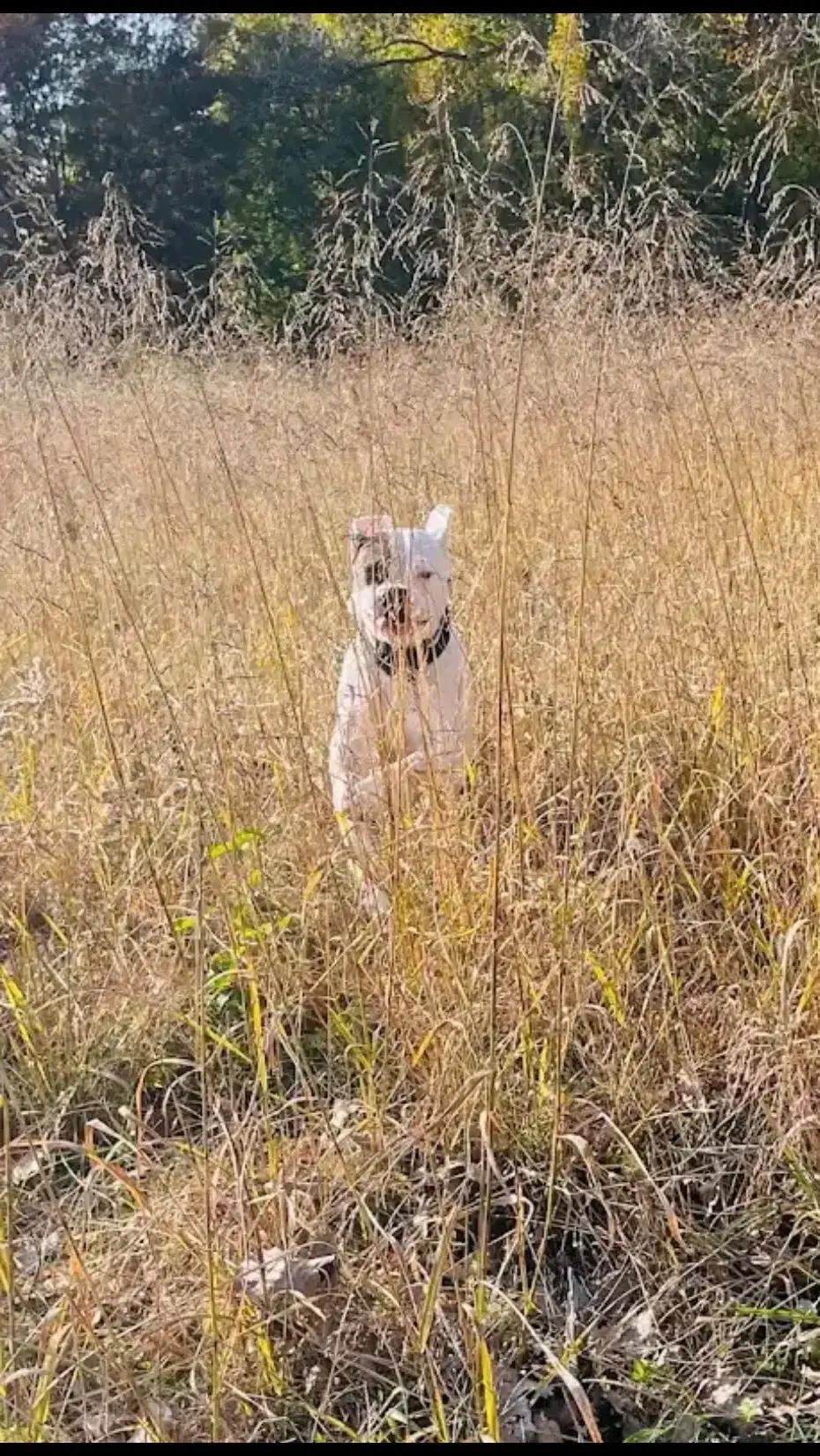 Axle’s Favorite Place #Axle #americanbulldogsoftiktok #doglife #Michigan #dogsofticktok #fallvibes 