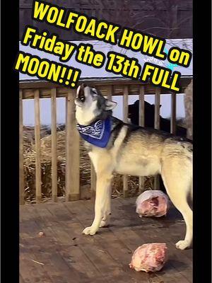 #wolf #dog #wolfpack #puppy #Love #happy #animal #dogs #cat #food #life #funny #cute #tiktok #meme #stitch #like #gsd #fyp #CapCut #short #shorts #viral #livefest2024 #blowthisup #bts #comedia #duet #edit #foryou #fypシ #foryoupage #funfacts #greenscreen #humor #instagram #joke #keşfet #movie #netflix #on #parati #quotes #relatable #trend #usa #wow #youtube #play #snow #fun #rescue #save #charity #hel #sanctuary #Summer #winter #spring #fall #Gofundme #run #river #camp #camping #sports #fun #hero #money #edit #joy #pet #Longervideos #germanshepherd #doggy #pup #bully #xlbully #rescued #shelter #rescuedog #TrendTok #Livefest #leash #dogwalk #TrendTokApp #howl #moon #tornado #coyote #coyoteamerica #Thankyou 