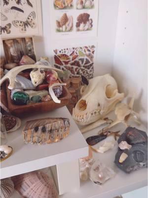 haven’t posted an oddity collection video since like march… here’s the updated collection :) #oddities #odditycollector #odditycollection #curios #curiocabinet #skulls #bones #teeth #shells #seashells #crystals #bugs #butterflies #vintage #stones #weirdcore #weirdtok #odditytok #feathers #mushrooms #ammonites #rawcrystals #tumbledcrystals #coyoteskull #fossils #stingraybarb #hedgehogquills #driedplants 