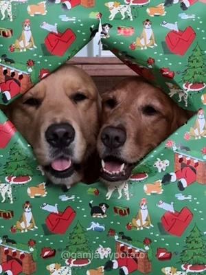 They are the best models 🥺 #cutestdogs#cutedogs#goldenretriever#dogphotoshoot#wrappingpapertrend#dogwrappingpaper #pets#dogtok#viraldogs