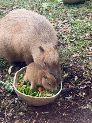 Munching is a family business for Tupi the baby capybara! 🥰😋 #animals #cuteanimals #babyanimals #fyp #cute