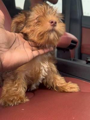 Tiny Chocolate yorkie 💙🐾🐶  JAN 21,2025  #yorkshire #yorkie #breeder #yorkiesofinstagram #triplets #yorkiemom #explore #fyb ##yorkiesofhouston #yorkiesoftampa ##yorkiesofalabama #reels #teacuppuppies #teacupyorkies #fypシ #puppiesofinstagram #puppy #photo #badassbreeder