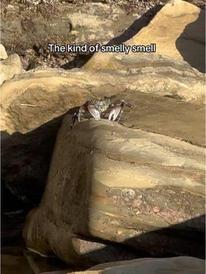 I’ve officially typed “smell” so many times it doesn’t look like a real word to me anymore ☹️ what’s your favorite Mr. Krabs quote?? 🤭 #spongebob #mrkrabs #tidepooling #sandiego #pointloma #tidepools 