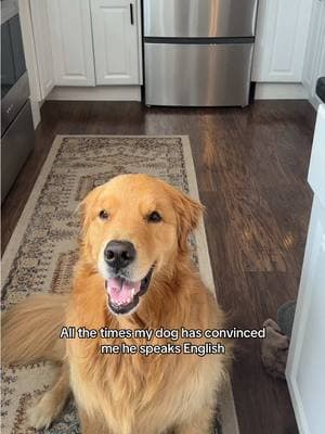 He knows too much 😂 #goldenretriever #dogs 