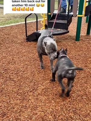 🥰 #canecorso #italianmastiff #mastiff #salmoncreekcanecorso #dogs #corso #pnwdogs #bigdogs #dogsoftiktok #PetsOfTikTok #foryourpage #fyp #foryou #pnw #canecorsopuppy #puppy #puppies 