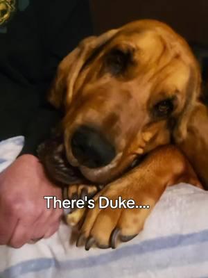 #rescuedog #rescue #DaisyMae #bloodhound #Daisy #Duke #DukeandDaisy #DaisyDuke #fyp #foryoupage #foryou 