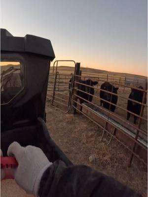 Eat BEEF 🍽️😮‍💨 #western #southdakota #country #punchy #cowpoke #cowboy #longlivethewest #ranchlife  #horses #horse #ranch #ranching #beef #eatbeef #steak #cow #cows #angus 