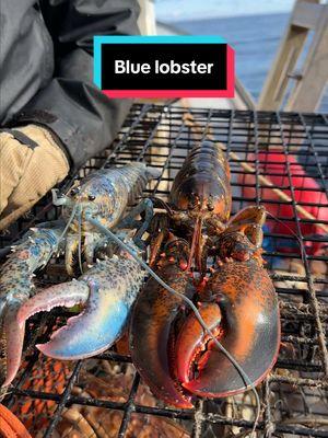 Pretty cotton candy lobster! One of the rarest in the ocean! #maine #lobster #fishing #commercialfishing #coolcatch #rare #rarefind #interesting 