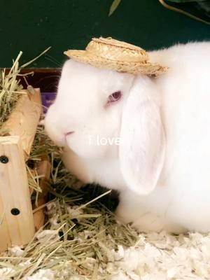 Mr. Marsh Mellow is the sweetest fellow 🥰 #findeaño #PetsOfTikTok #bunny #capcut #ilove #rabbitsoftiktok #bunnies #pets #pet #animals #animalsoftiktok #cuteanimals #mushrooms #easterbunny #whimsical 