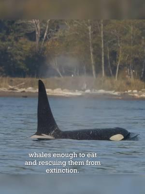 The orcas are STARVING to death! #savetheorcas #salmon #snakeriverdams #ecosystem #pugetsound #factcheck