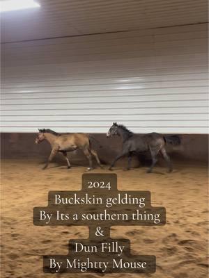 When its 38 degrees in December you bring in the almost yearlings for a quick video 😍✨ #2024foals#aqha#westernpleasure#showhorse#itsasouthernthing#mighttymouse#yearling#prospects