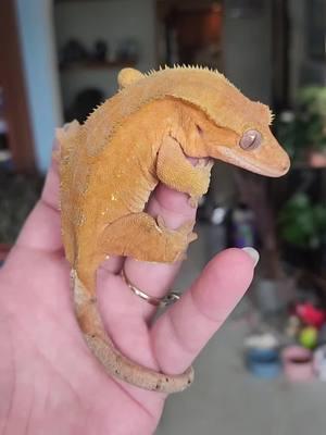 Nesta💕 Pairing her to my Lilly white boy Taboo for the 2025 season. #crestedgecko #crestedgeckos #crestedgeckosoftiktok #crestedgeckobreeder #gecko #geckos #geckosoftiktok #geckobreeder #reptile #reptiles #reptilesoftiktok #reptilebreeder #lizard #lizards #lizardsoftiktok #lizardbreeder #pet #pets #PetsOfTikTok #morph #geckomorph #orange #fyp #foryou #foryoupage 