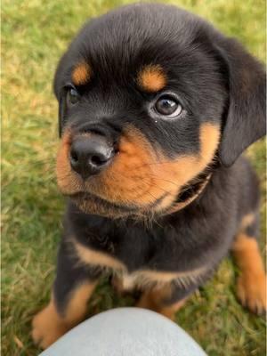 Hi I’m Goose! #rottweiler #rottweilersoftiktok #rottweilerpuppy #naughtydog #puppytiktok #puppylife #puppylovers #rottweilerlife #rottweilerlove #dogmomlife #goose #puppydogeyes #puppycheck #puppytraining #fypツ #rottweilerdogs 