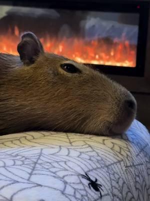 What is she dreaming of? 🧐 #capybara #capybaras #animals #animal #cute #cuteanimals #wildlife #rodents #capybaralove #capybaratiktok #foryoupage 