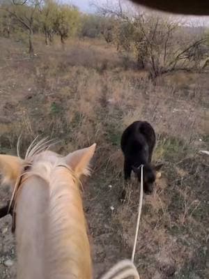 The hubby trying out the new raybands i got him for Christmas. #fypシ゚viral #punchy #cowhorses #ranchhorses #ranchlife #cowboyshit #rank #daythuggin 