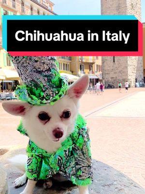 #Chihuahua in #Italy - #StylishDog #DogFashionista — #Designs by #AnthonyRubio — #CanineCouture #DogFashion #spoiledDog #PetFashion #StyleIcon #BogieAndKimba #Venice #LakeComo #italytiktok #italytravel 