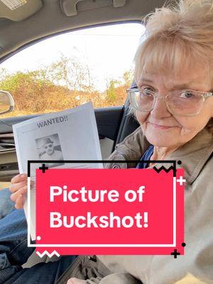 Replying to @catsfan66 @AuntDeb_52 #auntdeb #buckshot #606 #wantedposter 