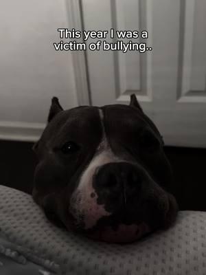 Spent the entire year being yelled at 🙄🙄🙄 #americanbully #bullybreed #tantrum #dogtalking #spoileddog #funnydog 