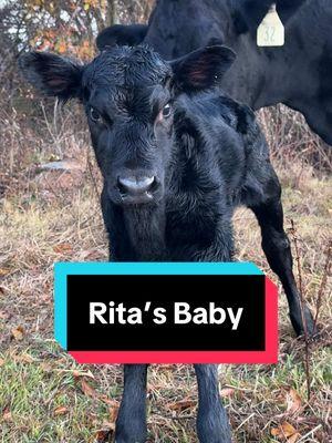 Rita’s new heifer calf looks sooo good! Great job momma Rita.  #angus #cattle #ranch #cow #calf #farmanimals #cowsoftiktok 