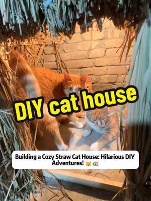 Building a Cozy Straw Cat House: Hilarious DIY Adventures! 🐱🏡 Description: Welcome to our latest DIY adventure, where we take on the delightful challenge of creating a cozy and safe haven for our beloved stray cats! In this heartwarming and hilarious video, watch as we transform freshly harvested rice straw into a charming thatched cat house, ensuring our feline friends have a secure space whenever guests visit. Every time guests come over, our stray cats tend to hide, making interactions a bit tricky. Determined to ensure their comfort and safety, we embark on a mission to build the perfect retreat using natural materials found in the countryside. The process begins with harvesting abundant rice straw, ideal for crafting a sturdy and adorable thatched house. Throughout the video, you'll witness the ups and downs of this DIY project. From the initial struggles on slippery rural paths to the joyous completion of the cat house, the journey is filled with relatable moments and plenty of laughter. Our playful interactions with the cats, especially the adorable chubby cat named Old Liu, add an extra layer of charm and humor to the narrative. We also take a moment to appreciate the silent supporters who watch our videos quietly but engage by liking, commenting, sharing, and following. Your encouragement motivates us to continue creating content that celebrates the bond between humans and their furry companions. The step-by-step process of building the cat house is both entertaining and informative, offering practical tips for pet owners looking to create similar safe spaces. From assembling the frame to carefully laying the straw, every detail is captured with love and dedication. The final reveal of the little cat's thatched house is incredibly satisfying, showcasing the fruits of our labor and the happiness it brings to our fur babies. But the fun doesn't stop there! Watch as the cats explore their new home, reacting adorably to their safe environment. The video wraps up with a lighthearted reflection on the day's work and the playful antics of our cats, leaving you with a smile and maybe even some inspiration for your next DIY project. Whether you're a pet lover, a DIY enthusiast, or just looking for some heartwarming and funny content, this video has something for everyone. Join us on this delightful journey of creating a safe and cozy space for our stray cats, and don't forget to like, comment, and share your own pet care stories! Hashtags: #CatHouse #StrayCatCare #StrayCat #StrayCats #CatLover #Cats #CatCare #HappyCats #CuteCats #TikTokCats #Catsoftiktok #Cat 