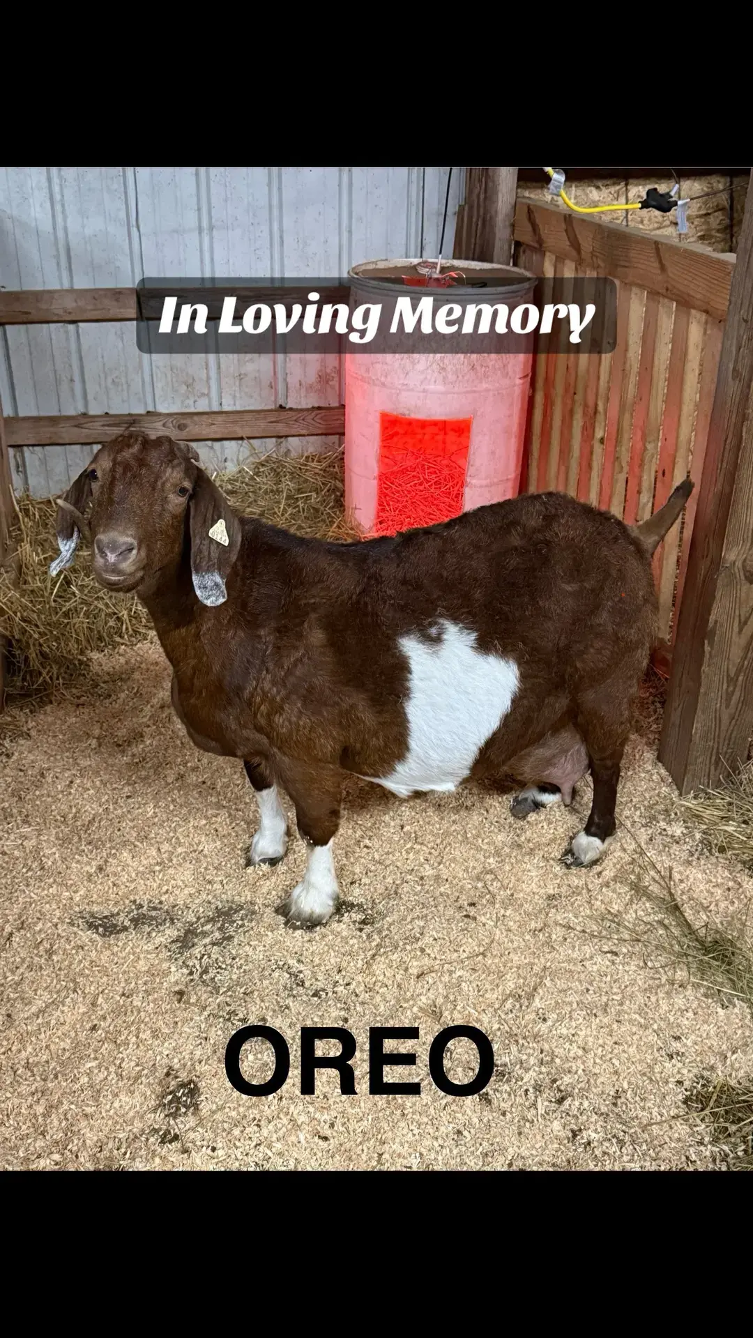 Rest in peace my beloved Oreo! You were the best girl ever!!!#2024 #showgoats #amdafarm #boergoats #westvirginia 