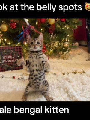 🚨available🚨Look at those belly spots. Beautiful little bengal male kitten. Such a sweet playful little guy. #bengal #bengalkittens #bengalsoftiktok #bengalcat #kitten #cat #catsoftiktok 