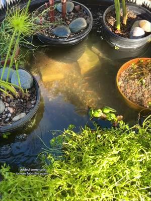 Replying to @bbg 1st water change on my patio pond in 4 months 🫣  During the #winter: If you live in a temperate region, you can use perennial plants and have a patio pond year round with no heater and typically no filter. Some plants may go dormant or slow their growth which is why many people take down their patio ponds and restart them in spring time during “pond season” which allegedly is a thing. If you get frost in your region perhaps have a small heater run at night. Patio ponds are smaller bodies of water so be careful as they can freeze completely solid which can kill the fish. You can find out which region/plants can grow or over winter in your area online.  The fish during this time period slow their metabolism a lot and therefore dont grow/eat much until the spring. I still lightly feed mine once a week but ive noticed they havent eaten any additional food in a month. They nibble on plant roots and pond snails. #fish #DIY #pond #aquascape #patiopond #minipond #watergarden #solarpower #fyp #backyardpond #nature #plants #gardening #outdooraquarium #fishtok #plantedtank #fishkeeping #waterchange #minnow #raccoon #gay #lgbt #aquarium 