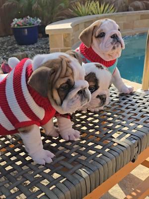 festive puppers 😍🎄✨️❄️🐾♥️🎊 #englishbulldog #bulldoglovers #englishbulldogsoftexas #englishbulldoglove 