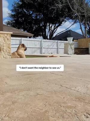 Blowing our cover every time. #neighbors #friendly #dogs #bullmastiff 