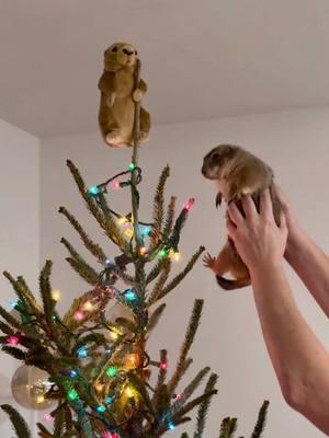 From “Naughty Poppy” last year to sweet little star ⭐️ Is there any better tree topper than this!? 🥰 • • • #poppytheprairiedog #prairiedog #fyp #animals #cute #christmas #christmasdecor 