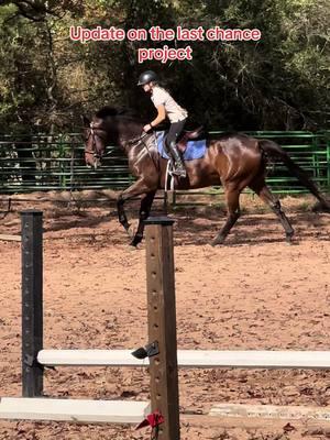 Leo continues to improve and impress!!! He has some severe anxiety at the canter so now that we know he is safe Andi will take over until he relaxes. Andi is a much stronger rider and can make this as easy as possible for him. He needs ALOT or canter work. #showjumping #showjumper #foryoupage #fyp #horse #horses #horsesoftiktok #horsesontiktok #kwpn #warmblood #dutch #horsetrainer #horsetraining #equestrian #hunterjumpers #lastchance 