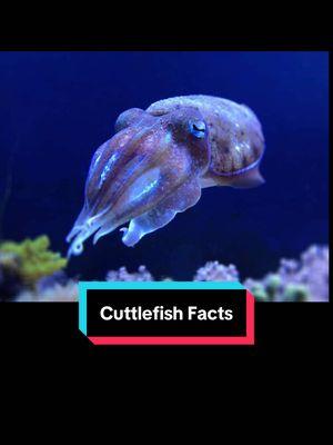 Cuttlefish Facts #cuttlefish #fish #animals #romansempire #creatorsearchinsights 