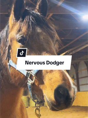 Dodger was super nervous! Poor guy! Watch us work through his nerves and calm him down. #equestrian #newhorse 