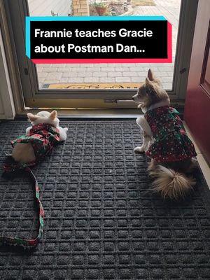 Three's Company! Run#594 #frannielife #frannieandthebeane #postmandan #graciebeane #frandanfurever  #postman #chihuahua #usps #longhairedchihuahuas #cutepuppies 