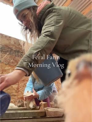 I am going to do more long form farm content on youtube in the new year for anyone who likes this nonsense 🤠🧡 #looksfadehumorisforever #feralfarm #feralfarmmanager #quail #chicken #bloodhound #blackcat #toddlermom #momlife #sahm #morningchores #farmlife #grwm #skincare #relatablemom #momhumor #222 #444 #fyp #christinakay  