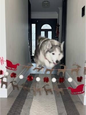 Fly like Rudolph 🦌 Champ and Tyson are back in the hallway of hecks with a Christmas themed obstacle challenge. #dogs #obstaclechallenge #huskies #goldenretriever #foryoupage 