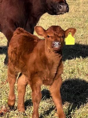 Love a friendly calf!! 😂 #justranchin #redangus #ranchtok #cowtok #calftok #southernmo #drover