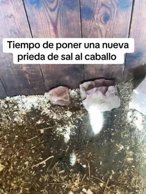 #creatorsearchinsights #equestrian #LearnOnTikTok #rancho #caballosbailadores #horsesoftiktok #horsefeeding #horsecaretips #farmlife #AprendeConTikTok #caballosbailadores #caballos 