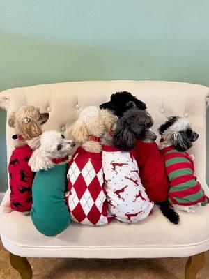 We are soooooo ready for Christmas in our adorable pajamas from @Leveretclothing🎄❤️ Which one is your favorite? 🤔  #pajamas #dogpajamas #toypoodles #poodles #readyforchristmas #christmas #merrychristmas #pjs #jammies