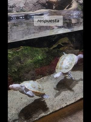 Siempre el Amor ❤️ 💙 🐢.... #elamorverdaderosiexiste #erestu #amate #respetate #existes #vivelo #hoy #escuchaesto #undia #adventureacuarium #nj #misreflexionesdiariasfm22 #enjoymyvideosfm☺ #viajandoconfm22❤️🚘 #camden 