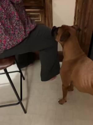 Roxie said get out of here with that camera. I’m trying to give me some cheese ball. #fyp #fypシ #fyppppppppppppppppppppppp #PetsOfTikTok #petlover #trending #pet #petparent #viralvideo #dogsoftiktok #boxerdog #dogvideo #doginfluencer #boxerlove #boxersoftiktok #dog #dogmom #doglife #boxermom #yummy 