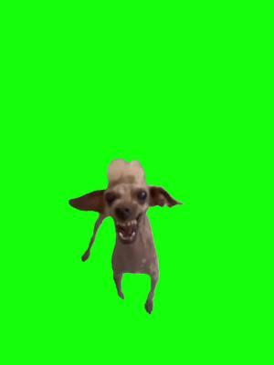 Excited dog meme green screen #discord #protemplate #keepup #greenscreen#fyp #christmas #holidays #santa #christmasspirit #memes 